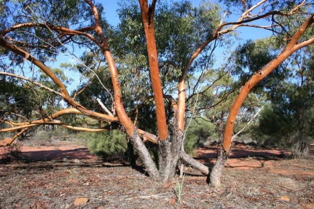 EUCALYPTUS LOXOPHLEBA LEAF OIL 대표 사진