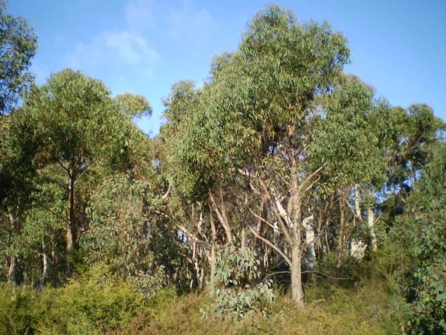 EUCALYPTUS OLIDA LEAF EXTRACT 대표 사진