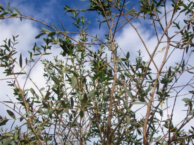 EUCALYPTUS PARVULA LEAF OIL 대표 사진