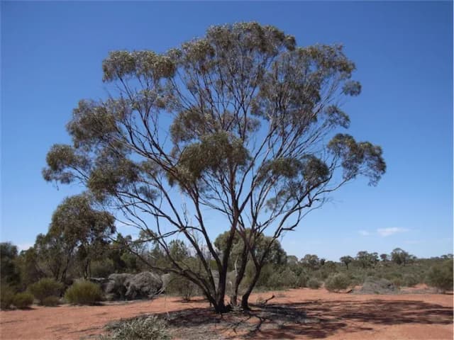 EUCALYPTUS POLYBRACTEA LEAF OIL 대표 사진