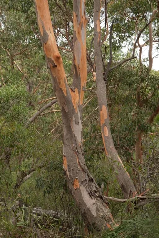 EUCALYPTUS PUNCTATA LEAF CELL EXTRACT 대표 사진