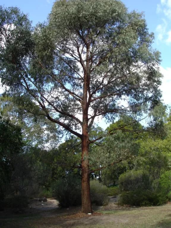 EUCALYPTUS RADIATA LEAF OIL 대표 사진