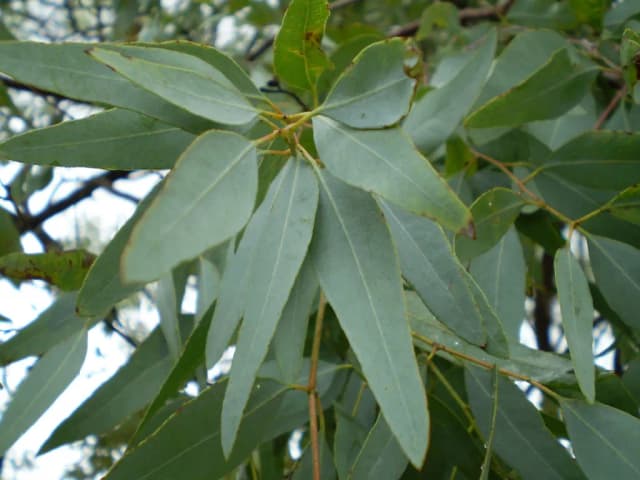 EUCALYPTUS STAIGERIANA BRANCH/LEAF OIL 대표 사진