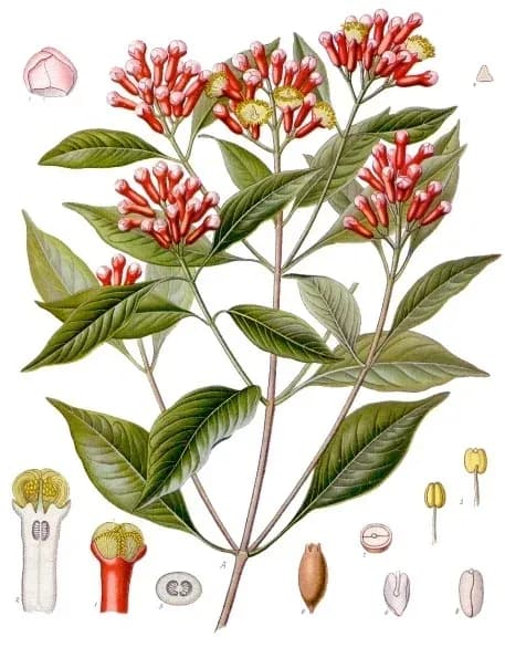 EUGENIA CARYOPHYLLUS BARK EXTRACT 대표 사진