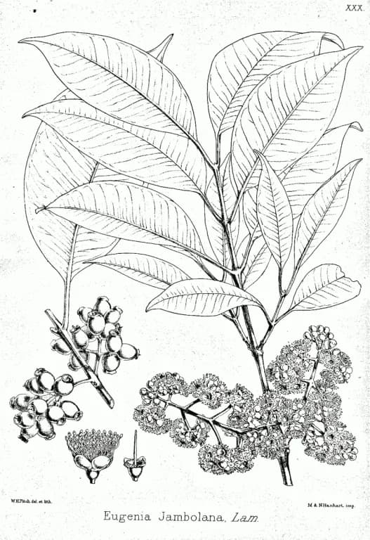 EUGENIA CUMINI LEAF EXTRACT 대표 사진