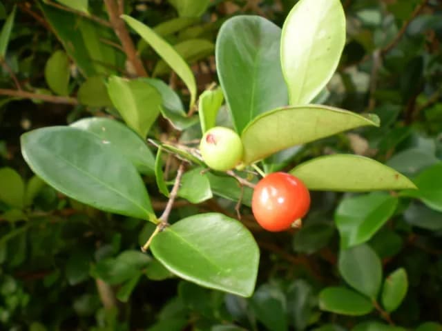 EUGENIA REINWARDTIANA FRUIT EXTRACT 대표 사진