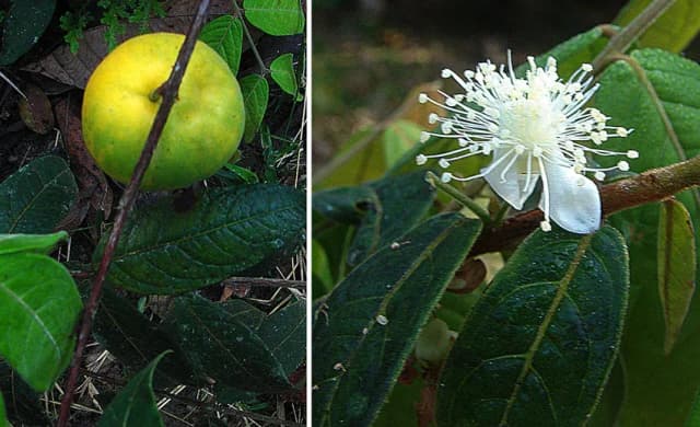 EUGENIA STIPITATA FRUIT EXTRACT 대표 사진