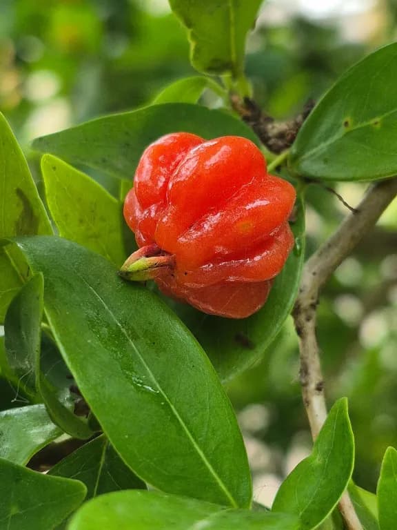 EUGENIA UNIFLORA FRUIT 대표 사진