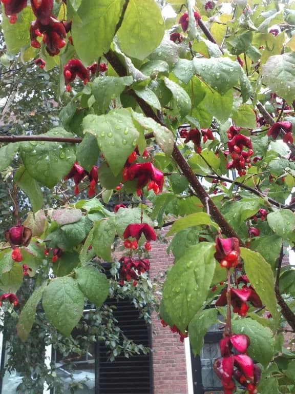 EUONYMUS SACHALINENSIS BARK EXTRACT 대표 사진
