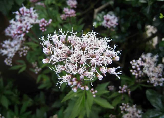 EUPATORIUM FORTUNEI EXTRACT 대표 사진