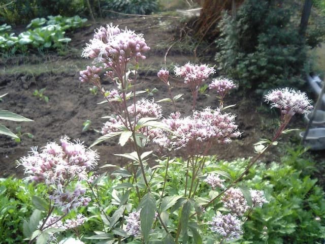 EUPATORIUM JAPONICUM FLOWER EXTRACT 대표 사진
