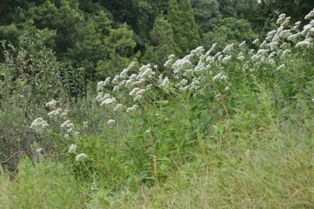 EUPATORIUM LINDLEYANUM EXTRACT 대표 사진