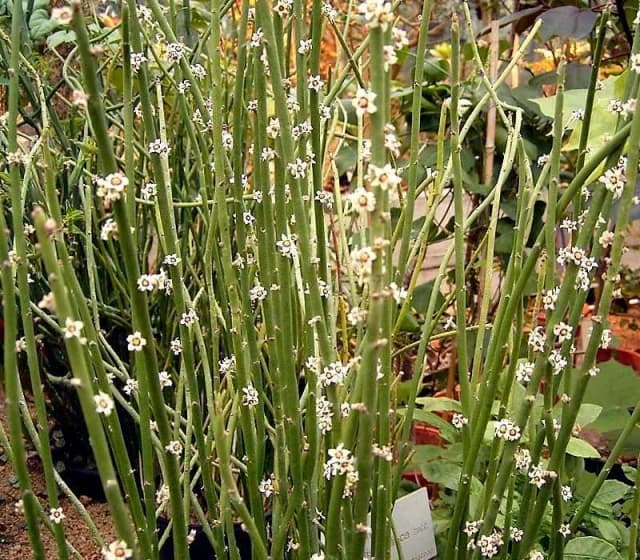 EUPHORBIA CERIFERA WAX EXTRACT 대표 사진