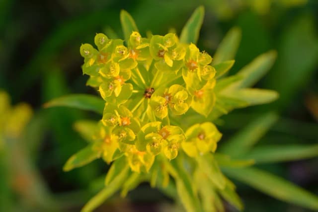 EUPHORBIA ESULA EXTRACT 대표 사진