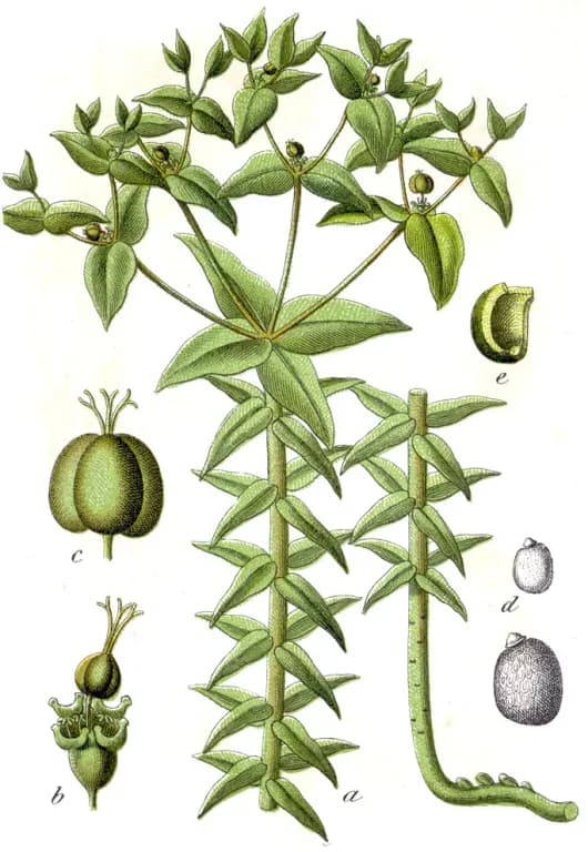 EUPHORBIA LATHYRIS SEED EXTRACT 대표 사진