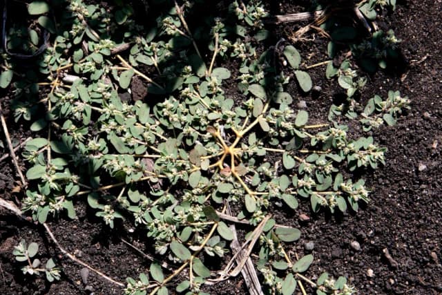 EUPHORBIA SUPINA LEAF/STEM EXTRACT 대표 사진