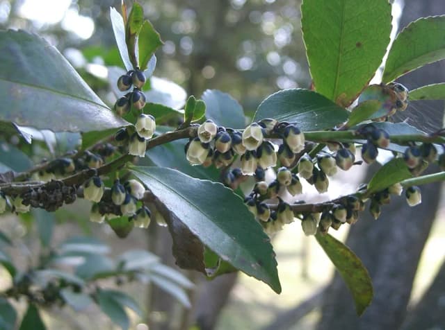 EURYA JAPONICA LEAF EXTRACT 대표 사진