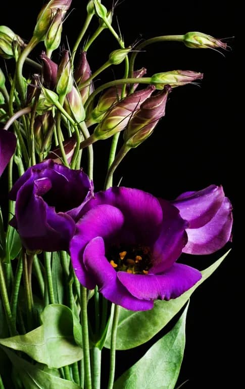 EUSTOMA GRANDIFLORUM EXTRACT 대표 사진