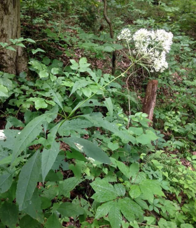 EUTROCHIUM PURPUREUM ROOT EXTRACT 대표 사진