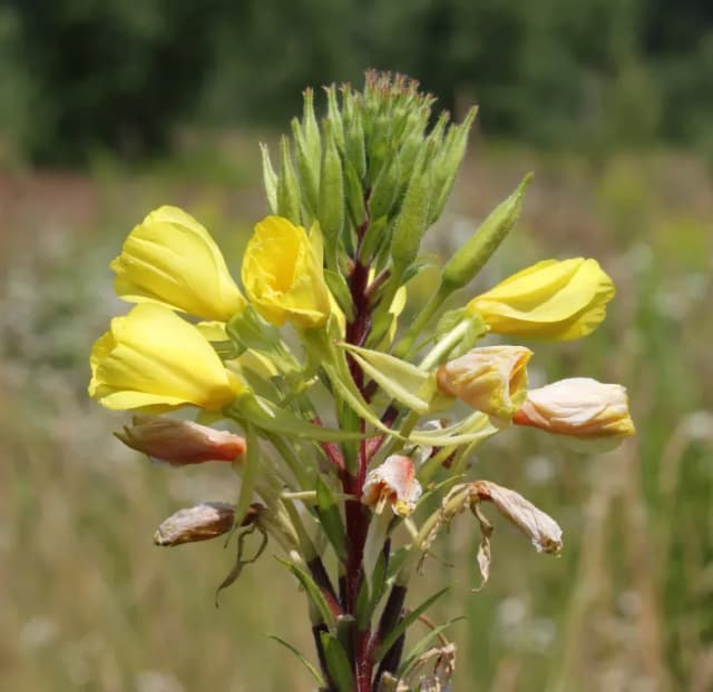 EVENING PRIMROSE OIL/PALM OIL AMINOPROPANEDIOL ESTERS 대표 사진