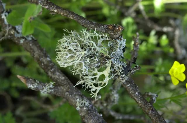 EVERNIA PRUNASTRI LICHEN EXTRACT 대표 사진
