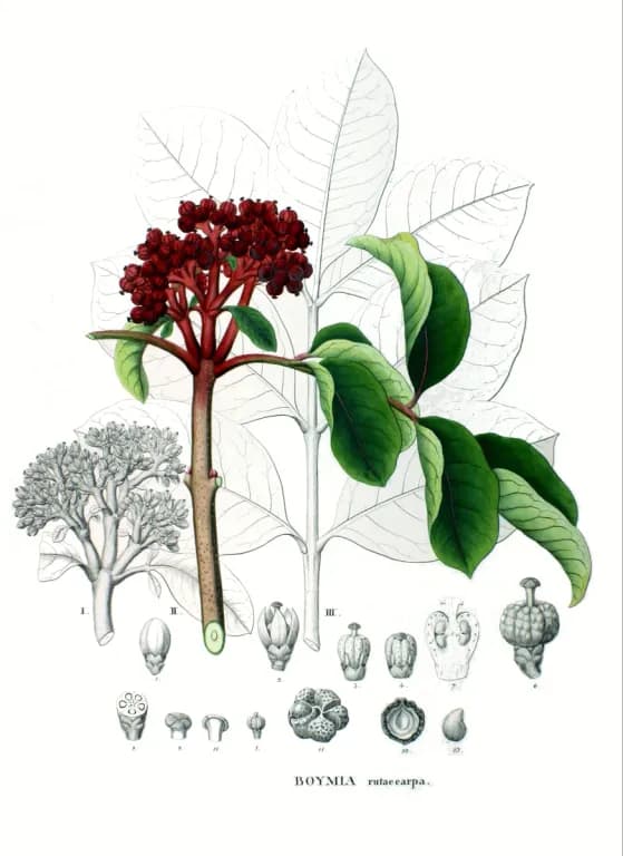 EVODIA RUTAECARPA ROOT OIL 대표 사진