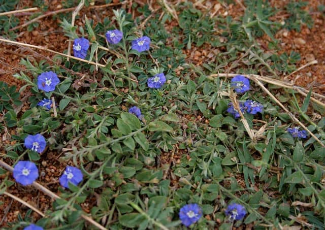 EVOLVULUS ALSINOIDES FLOWER/LEAF/STEM EXTRACT 대표 사진