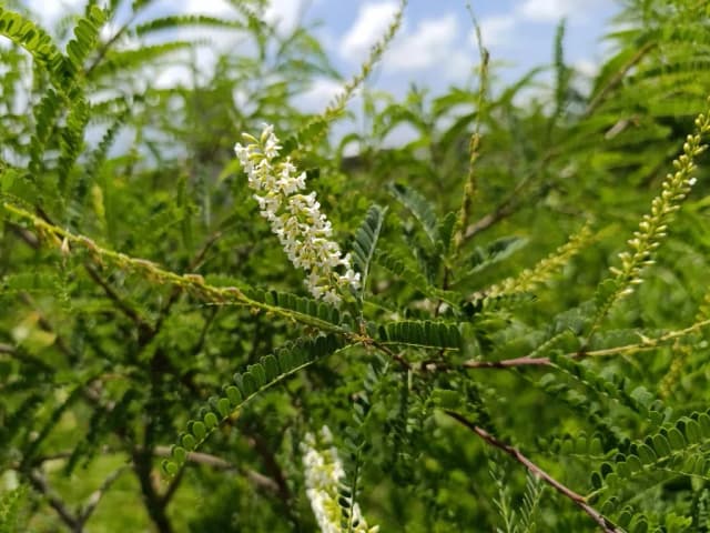 EYSENHARDTIA POLYSTACHYA WOOD EXTRACT 대표 사진