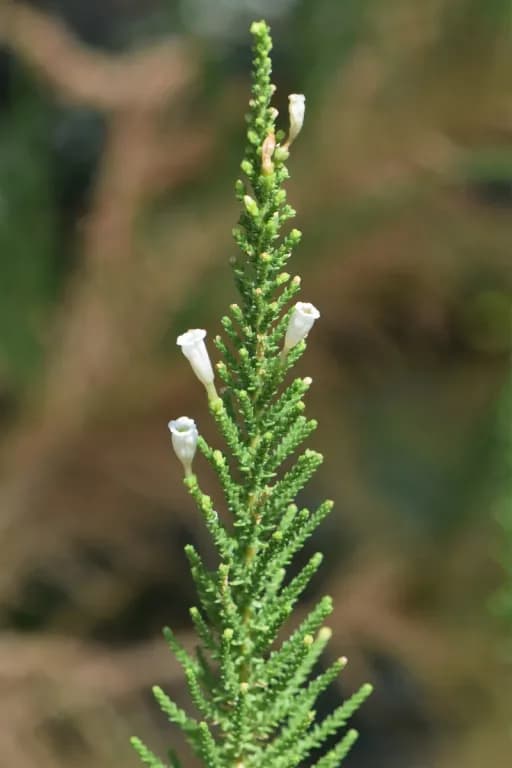 FABIANA IMBRICATA STEM EXTRACT 대표 사진