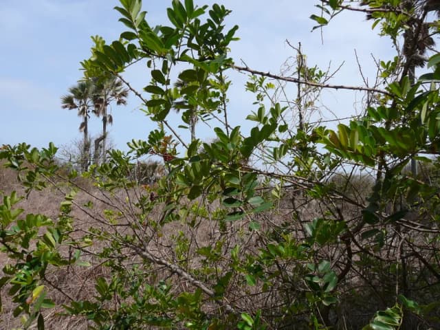 FAGARA ZANTHOXYLOIDES FRUIT EXTRACT 대표 사진