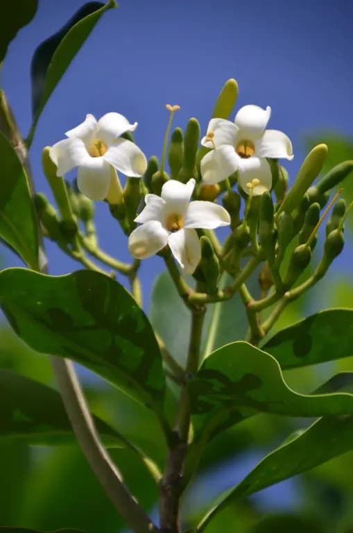 FAGRAEA BERTEROANA FLOWER WATER 대표 사진