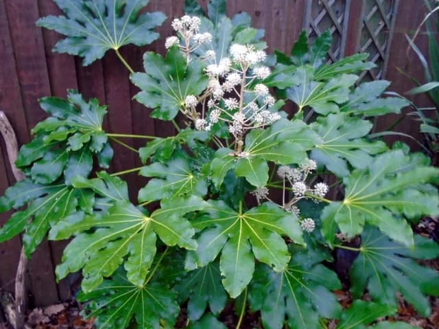 FATSIA JAPONICA LEAF EXTRACT 대표 사진