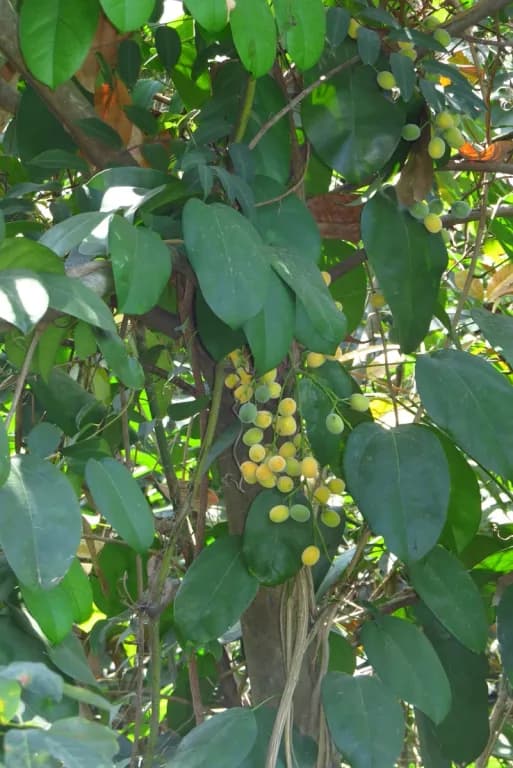 FIBRAUREA TINCTORIA EXTRACT 대표 사진