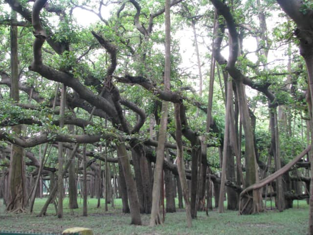 FICUS BENGHALENSIS BARK/BUD EXTRACT 대표 사진