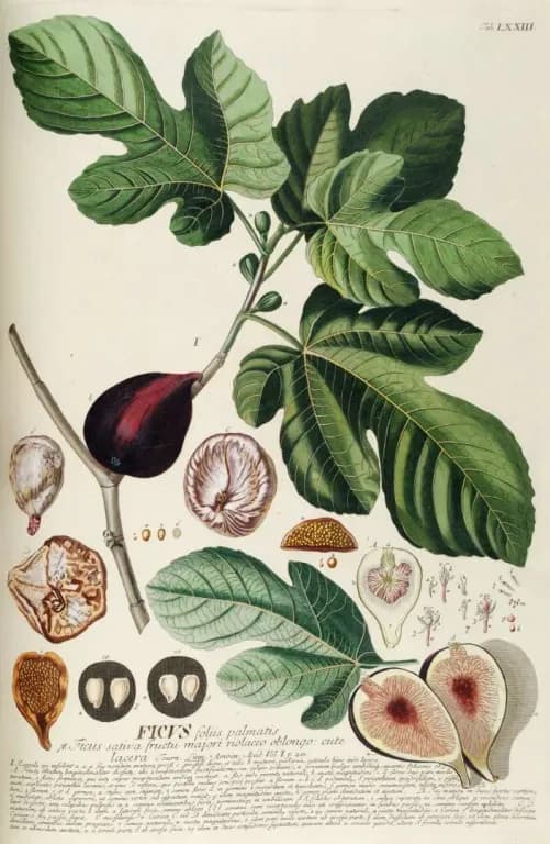 FICUS CARICA JUICE VESICLES 대표 사진