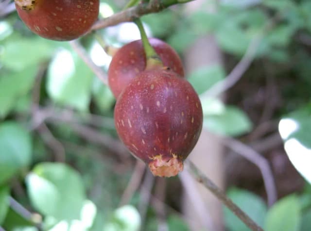 FICUS ERECTA LEAF/STEM EXTRACT 대표 사진