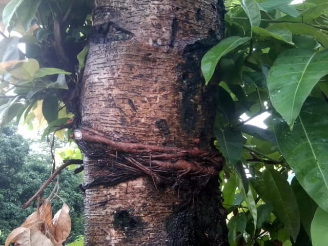 FICUS LACOR BARK EXTRACT 대표 사진