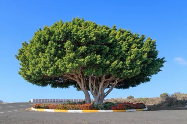 FICUS MICROCARPA LEAF EXTRACT 대표 사진
