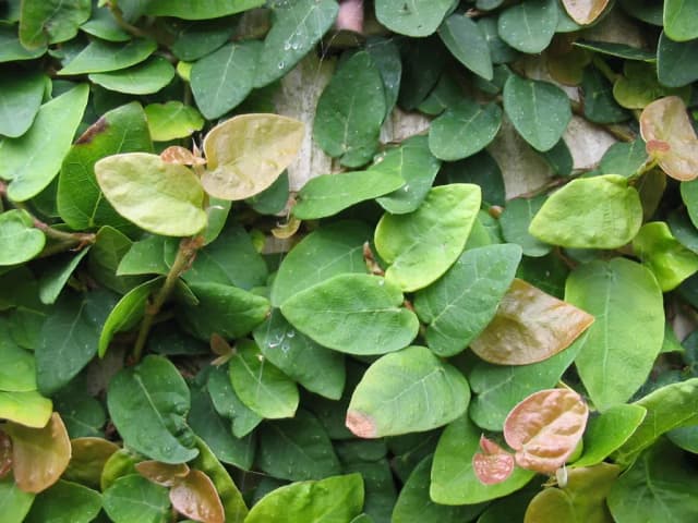 FICUS PUMILA SEED EXTRACT 대표 사진