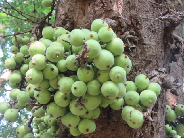 FICUS RACEMOSA BARK EXTRACT 대표 사진