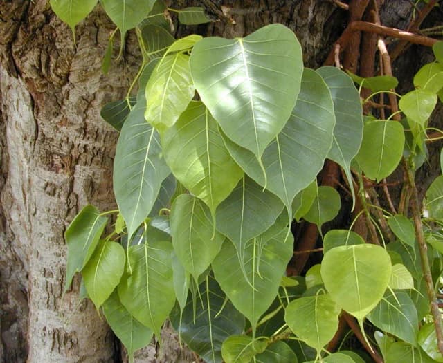 FICUS RELIGIOSA LEAF/STEM EXTRACT 대표 사진