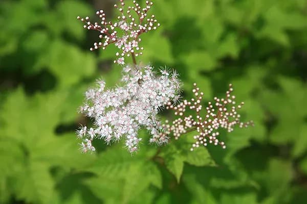 FILIPENDULA GLABERRIMA EXTRACT 대표 사진