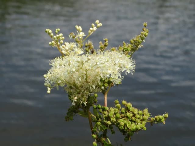 FILIPENDULA ULMARIA LEAF CELL EXTRACT 대표 사진