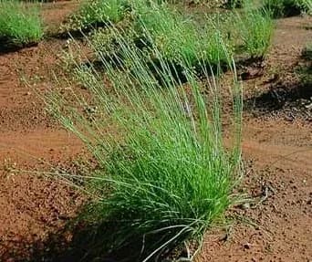 FIMBRISTYLIS DICHOTOMA EXTRACT 대표 사진