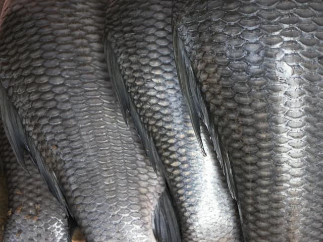 FISH SCALE EXTRACT 대표 사진