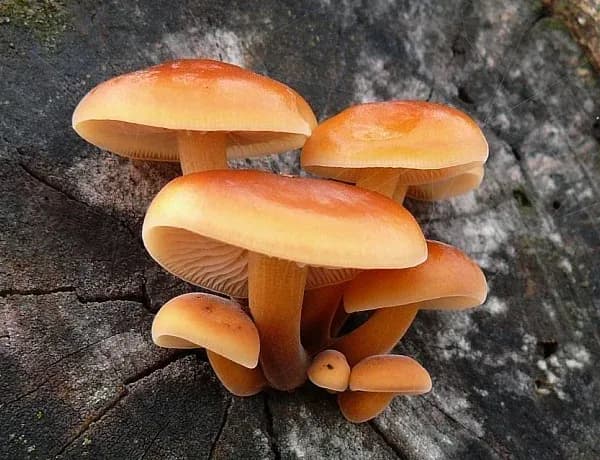 FLAMMULINA VELUTIPES FRUITING BODY EXTRACT 대표 사진