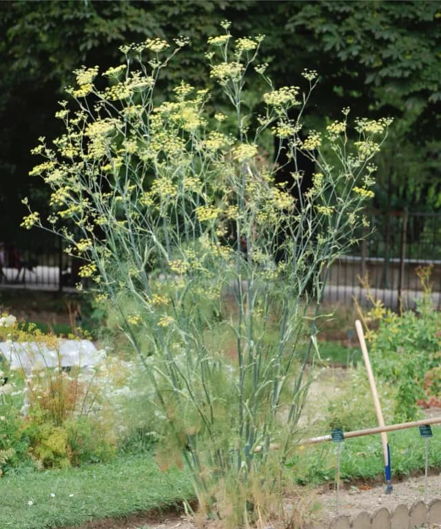 FOENICULUM VULGARE SEED WATER 대표 사진
