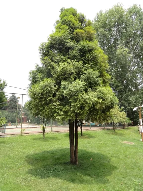 FOKIENIA HODGINSII WOOD OIL 대표 사진