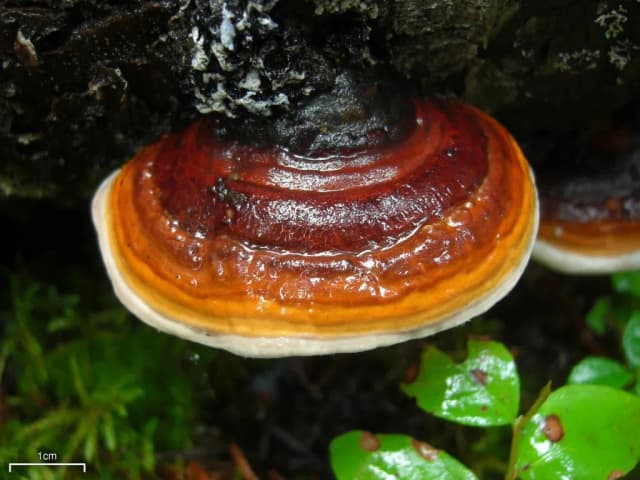 FOMITOPSIS PINICOLA EXTRACT 대표 사진