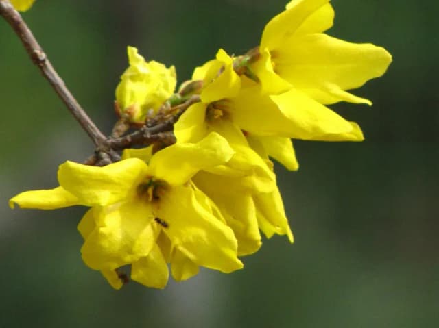 FORSYTHIA KOREANA BRANCH/LEAF EXTRACT 대표 사진
